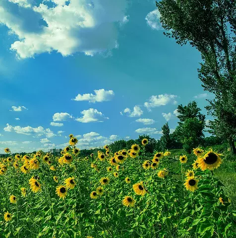 sunflower field